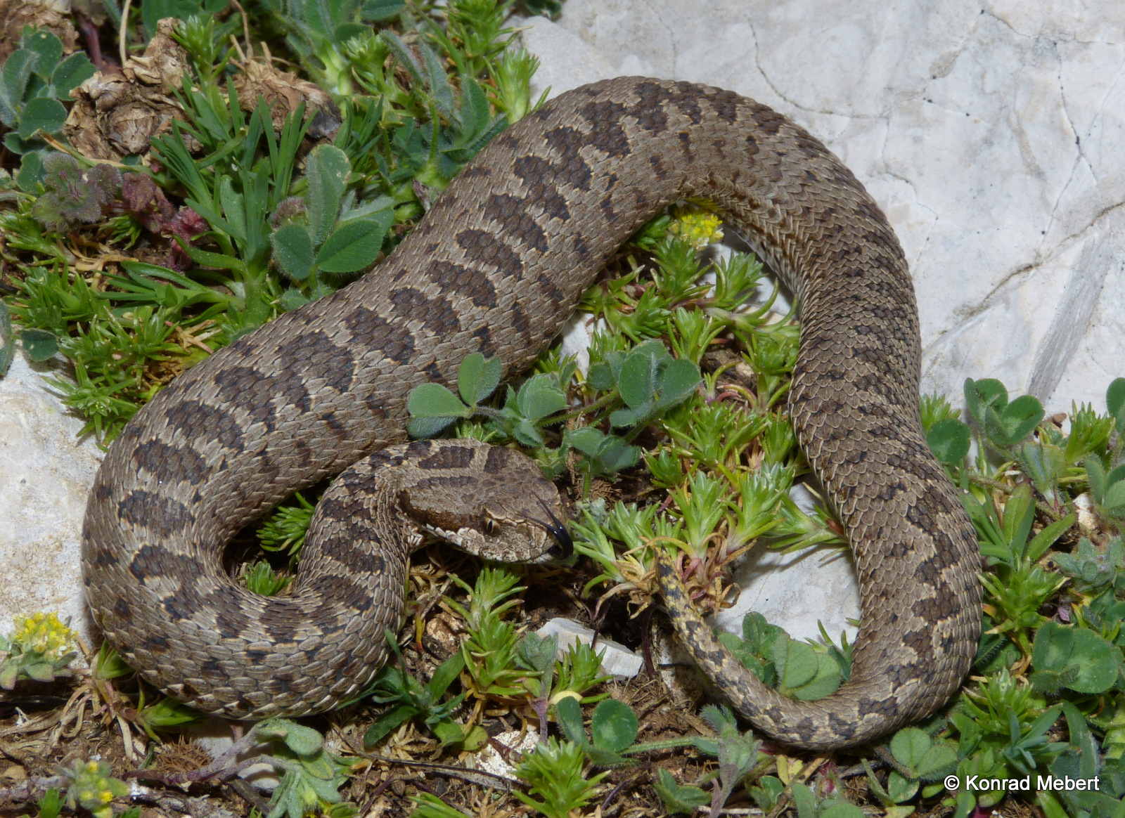 Anatolian Steppe Viper (Vipera anatolica senliki) Antalya Province, Turkey (1)